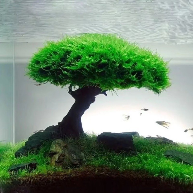 Planted Aquarium Without Fish - ต้นไม้ตกแต่งตู้ปลา ไม้ประดับตู้ปลา ไม้ตกแต่งตู้ปลา รากไม้ลอยน้ำ หญ้าใต้น้ำ อุปกรณ์ตกแต่งตู้ปลา