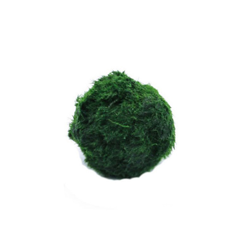 Aquarium Plant Seeds - มาริโม่ มอสบอล ต้นไม้ประดับตู้ปลา สาหร่าย ตกแต่งตู้ปลา ปลากุ้ง