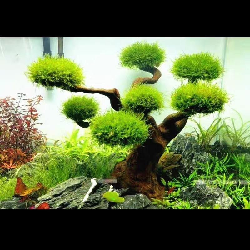 Aquarium Plant Seeds - ของตกแต่งตู้ปลา ไม้ลอยตกแต่งตู้ปลา ต้นไม้สาหร่ายในน้ำ ตกแต่งตู้ปลา DIY (ไม่มีพืชสัตว์น้ำ)
