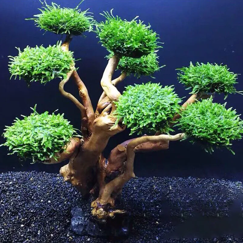 ต้นไม้ตกแต่งตู้ปลา ไม้ประดับตู - Planted Aquarium Without Fish บทวิจารณ์และราคา