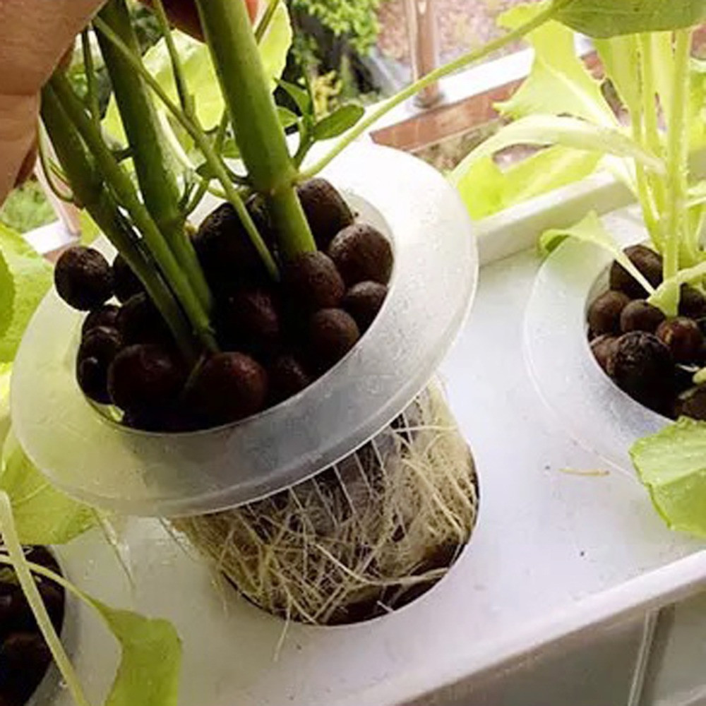 10/50 ชิ้น ถาดเพาะเมล็ดสำหรับต - Aquarium Plant Seeds บทวิจารณ์และราคา
