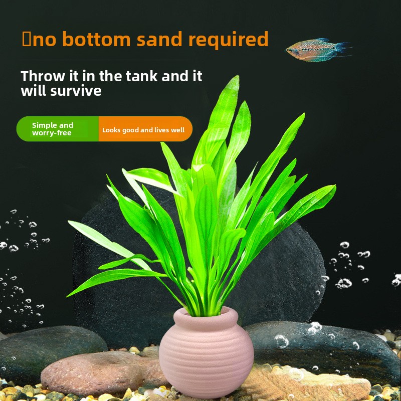 แคมโม แองเคอร์สำหรับปลูกพืชในต - Planted Aquarium Anubias บทวิจารณ์และราคา