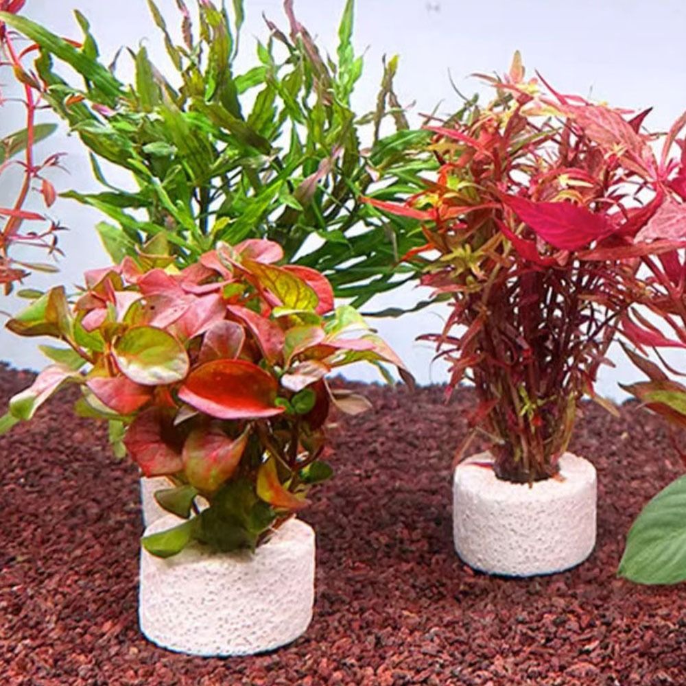 10 ชิ้น แหวนถ่วงน้ำหนักสำหรับย - Planted Aquarium Pictures บทวิจารณ์และราคา