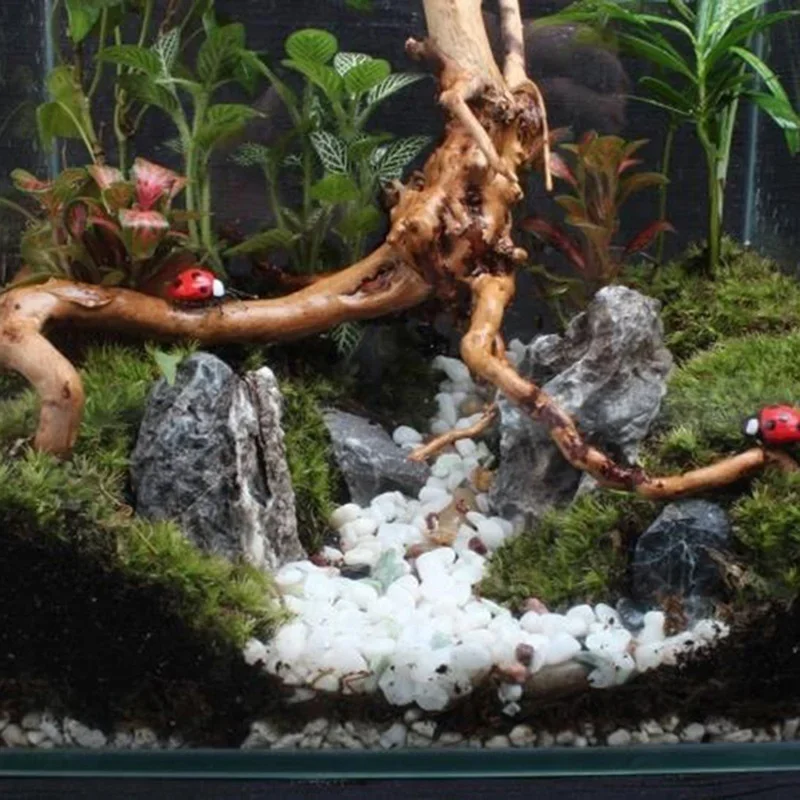 ต้นไม้ธรรมชาติลำต้นไม้ดริฟท์วู - Aquarium Plant Seeds บทวิจารณ์และราคา