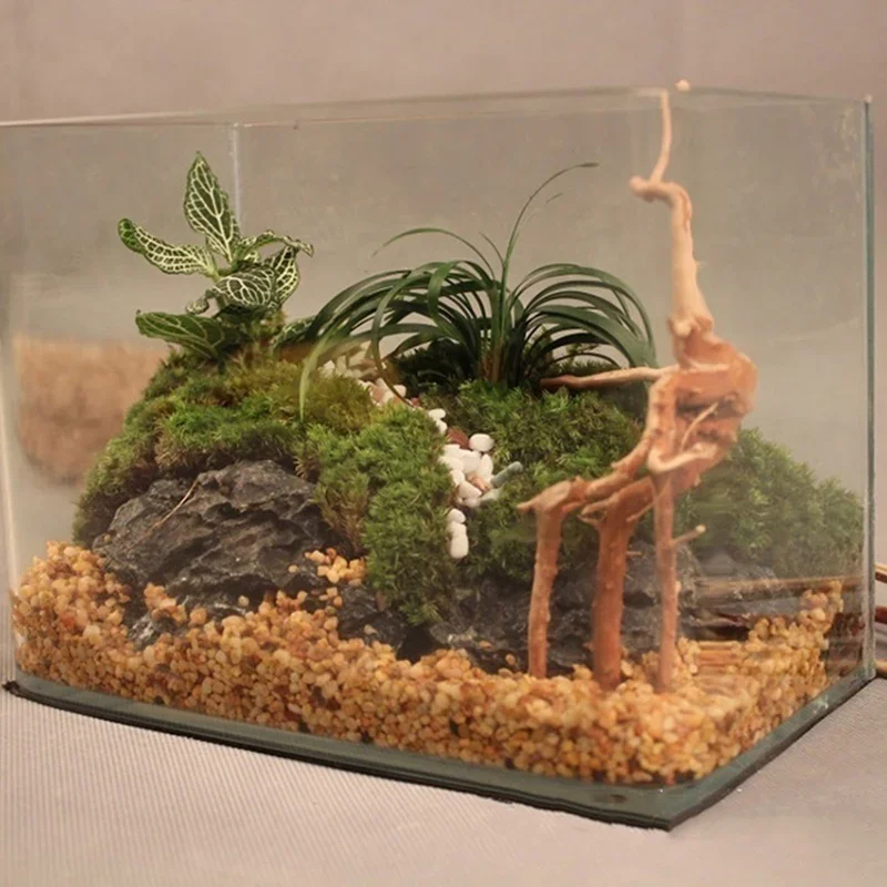ต้นไม้ธรรมชาติลำต้นไม้ดริฟท์วู - Aquarium Plant Seeds บทวิจารณ์และราคา