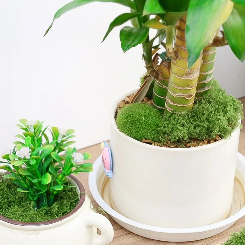 มอสประดิษฐ์เสมือนจริง 30/300 ก - Aquarium Plant Seeds บทวิจารณ์และราคา