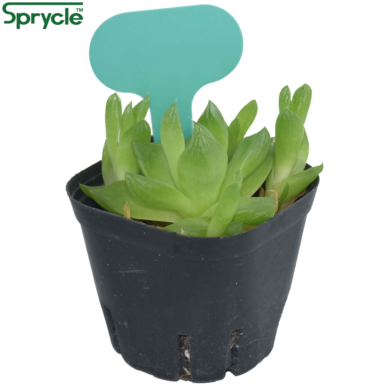 SPRYCLE 50PCS 50*70MM สีสันเคร - Tissue Culture Plant บทวิจารณ์และราคา
