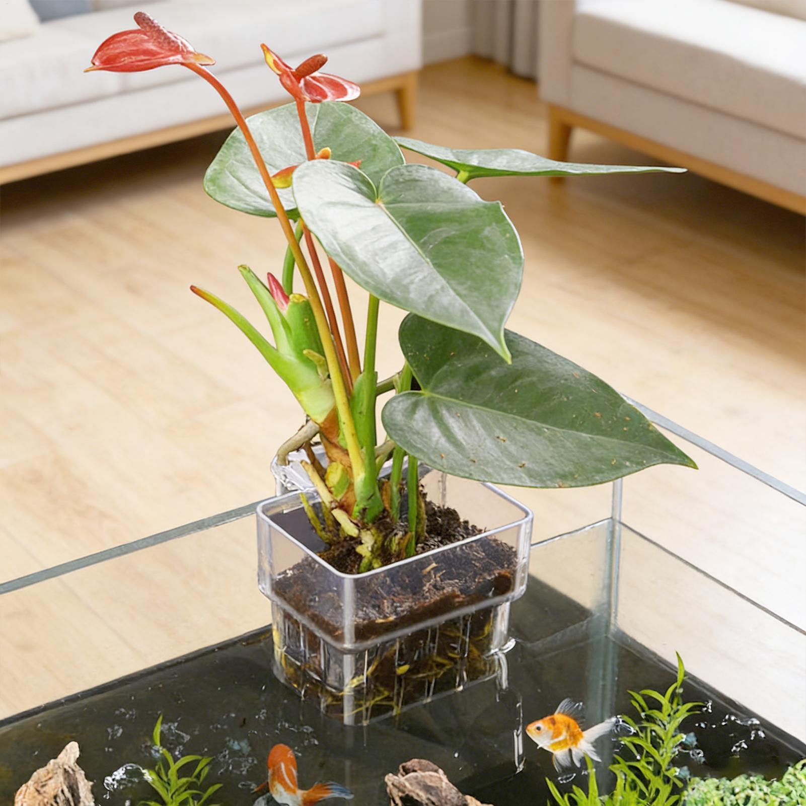 กระถางใสสำหรับแขวนปลูกพืชน้ำใน - Aquarium Plant Seeds บทวิจารณ์และราคา