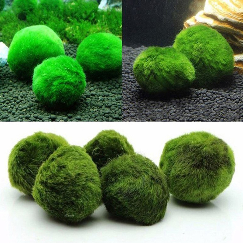 มาริโม่ มอสบอล ต้นไม้ประดับตู้ - Aquarium Plant Seeds บทวิจารณ์และราคา