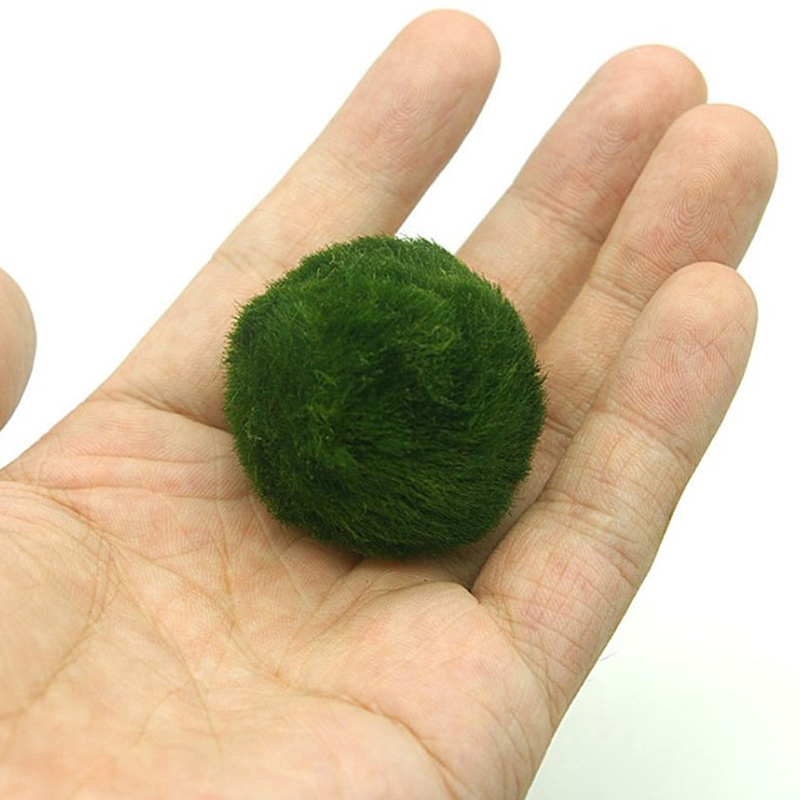 มาริโม่ มอสบอล ต้นไม้ประดับตู้ - Aquarium Plant Seeds บทวิจารณ์และราคา