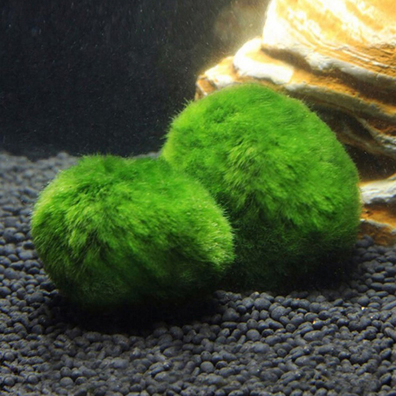 มาริโม่ มอสบอล ต้นไม้ประดับตู้ - Aquarium Plant Seeds บทวิจารณ์และราคา