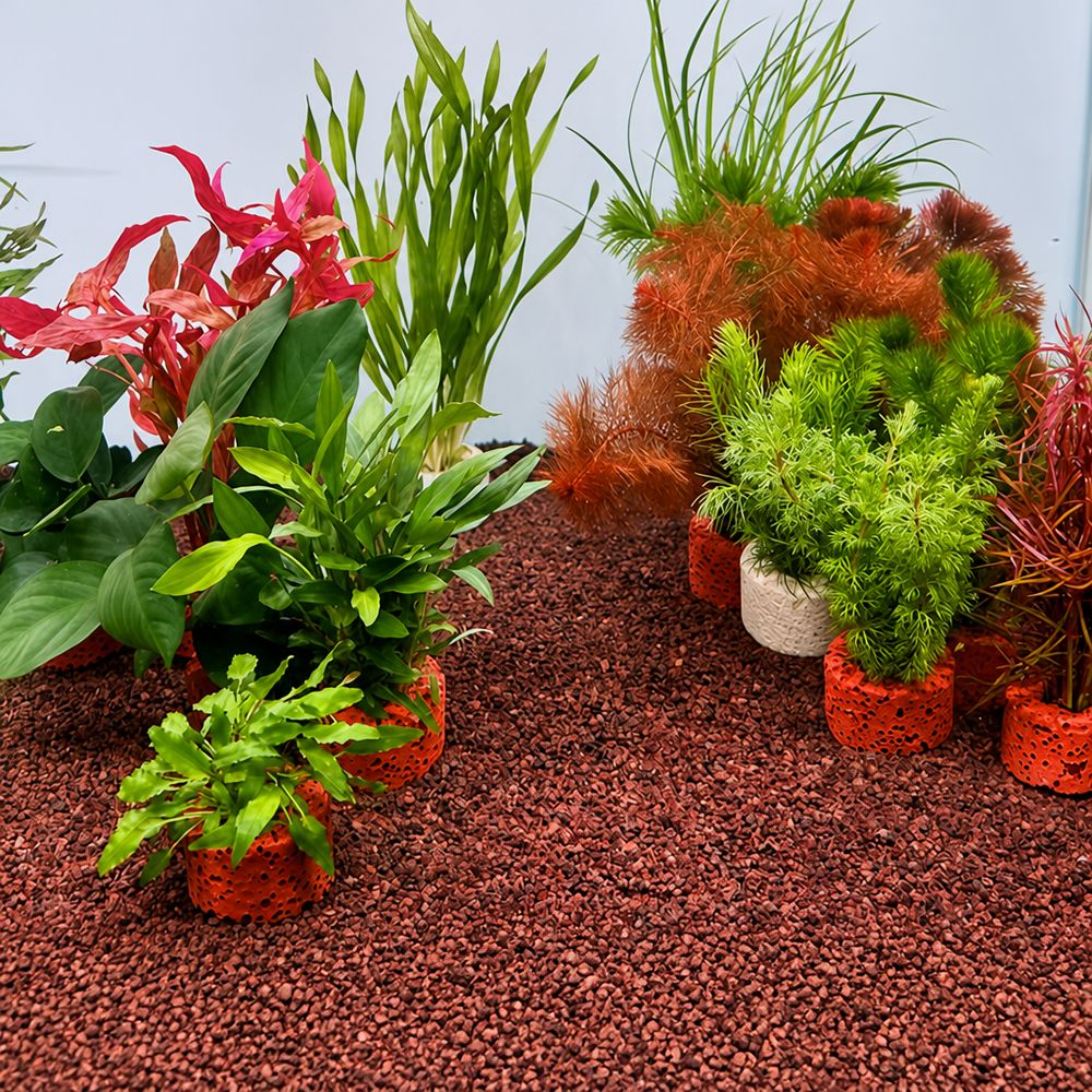 10 ชิ้น วงแหวนถ่วงน้ำหนักสำหรั - Planted Aquarium Pictures บทวิจารณ์และราคา