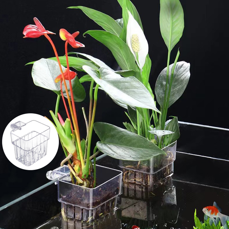 ถ้วยปลูกหญ้าน้ำพิพิธภัณฑ์สัตว์ - Aquarium For Planted Tank บทวิจารณ์และราคา