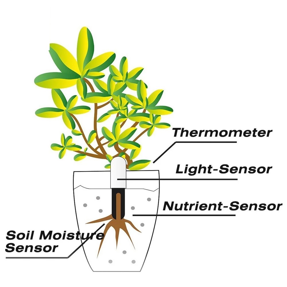 HHCC ดอกไม้ Monitor Flora Gard - Tissue Culture Plant บทวิจารณ์และราคา