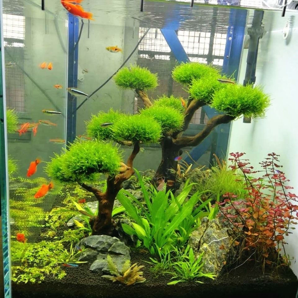 ของตกแต่งตู้ปลา ไม้ลอยตกแต่งตู - Aquarium Plant Seeds บทวิจารณ์และราคา